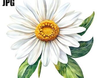 12 Watercolor Daisy Clipart, Daisies Clipart, Spring Flower, High Quality JPG, Watercolor Clipart, Junk Journal Digital Download Paper Craft