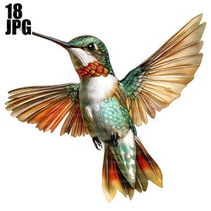 18 Hummingbird Clipart, Colibri Clipart, Bird Clipart, High Quality JPGs, Watercolor Clipart, Junk Journal, Digital Download, Paper Craft