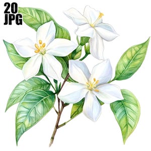 20 Jasmim Clipart, Jasmim Flores Clipart, Flores Aquarela, JPG de Alta Qualidade, Aquarela Clipart, Diário de Lixo, Download Digital, Artesanato