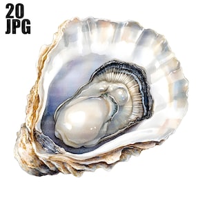 May include: A watercolor painting of an oyster shell with a pearl inside. The shell is open and the pearl is visible. The shell is painted in shades of white, gray, and brown.