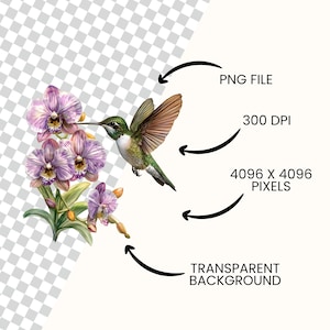 Peut inclure: Illustration num&eacute;rique d'un colibri aux plumes vertes et brunes, planant pr&egrave;s d'orchid&eacute;es violettes. L'image est un fichier PNG avec un fond transparent, 300 DPI et 4096 x 4096 pixels.