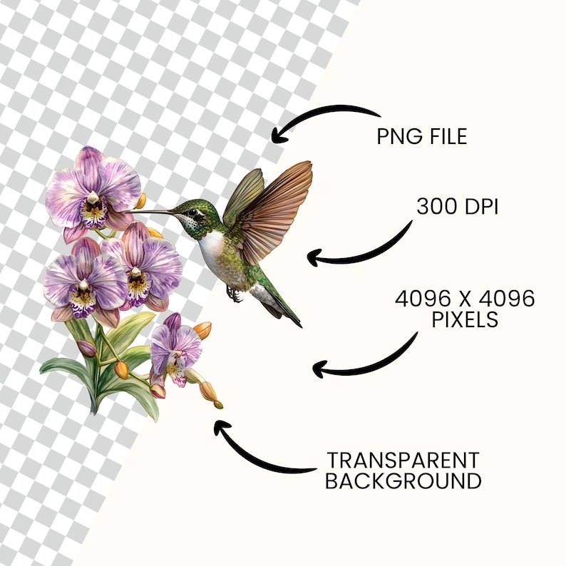 Peut inclure: Illustration num&eacute;rique d'un colibri aux plumes vertes et brunes, planant pr&egrave;s d'orchid&eacute;es violettes. L'image est un fichier PNG avec un fond transparent, 300 DPI et 4096 x 4096 pixels.