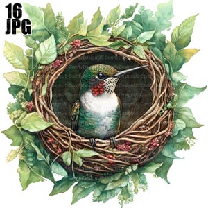 Pacchetto Clipart di uccelli con colibrì nel nido, Clipart di colibrì, Clipart di nidi, 16 JPG di alta qualità, Arte artigianale, Clip Art, Artigianato, Scrapbooking