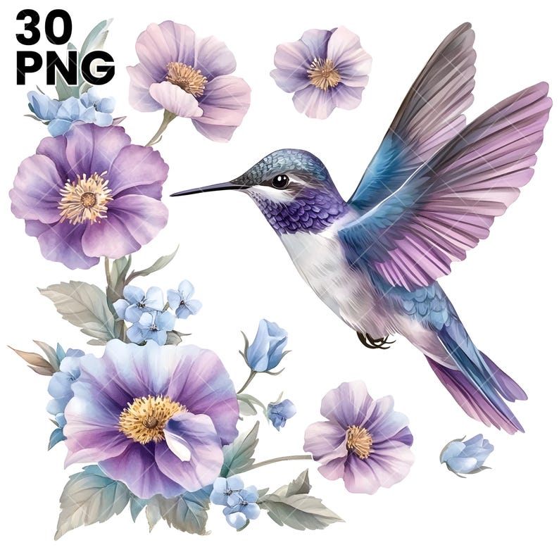 Peut inclure: Illustration &agrave; l'aquarelle d'un colibri en vol, entour&eacute; de fleurs violettes et bleues. L'oiseau a un long bec et un corps bleu et violet. Le texte "30 PNG" est dans le coin sup&eacute;rieur gauche.