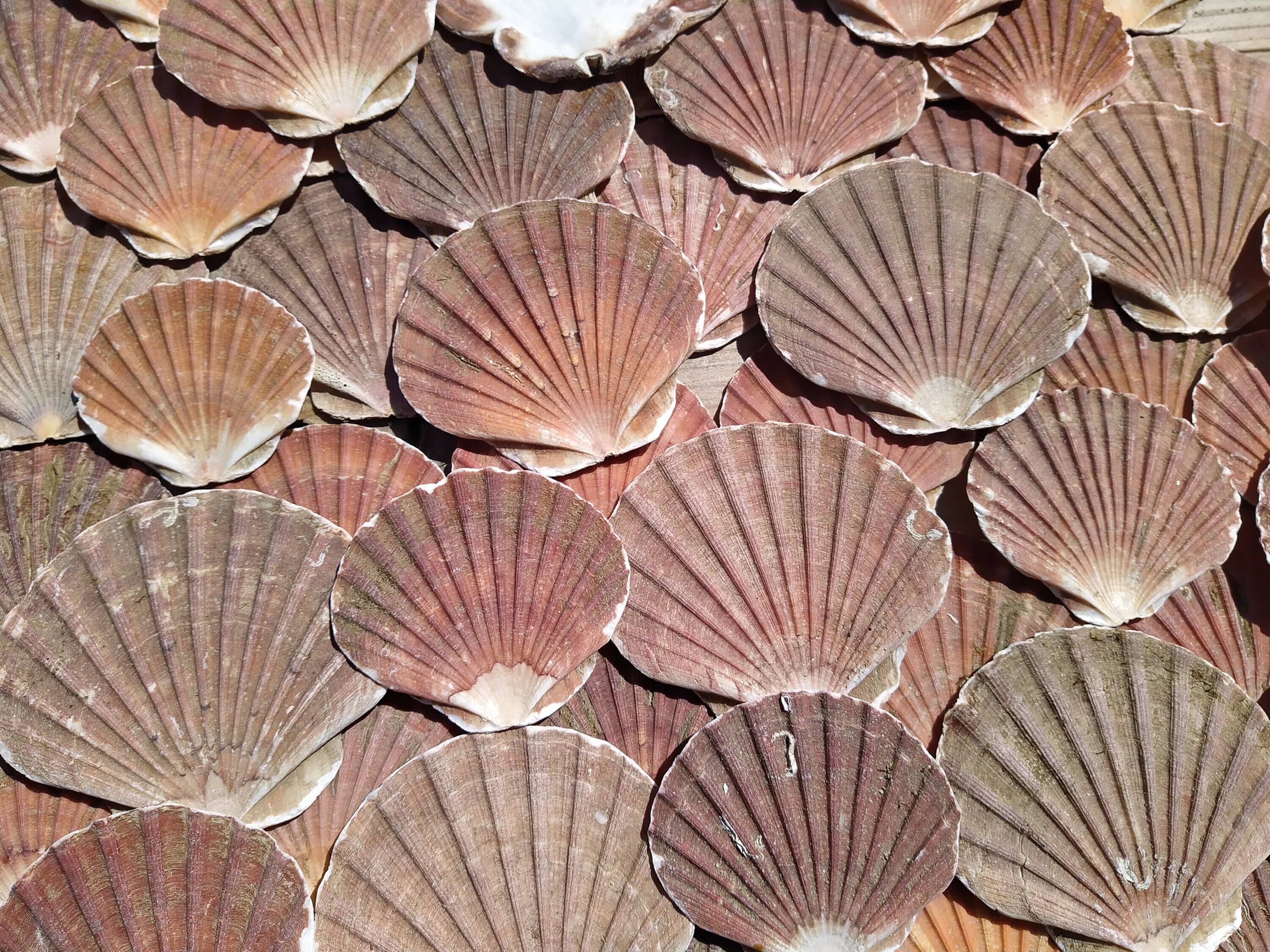 Sea shells Flat shells. flat scallop seashells. | Etsy