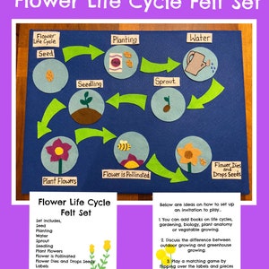 May include: A felt flower life cycle set with colorful felt pieces representing the stages of a flower's life cycle, including seed, seedling, sprout, plant flowers, flower is pollinated, and flower dies and drops seeds. The set includes 7 arrows, labels, and instructions on how to use the set for learning and play.