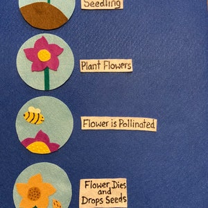 Life Cycle of a Flower Felt Set / Teacher Resource/ Education Felt ...