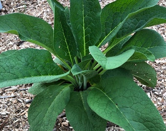 Bocking 14 Comfrey - Rooted Cutting