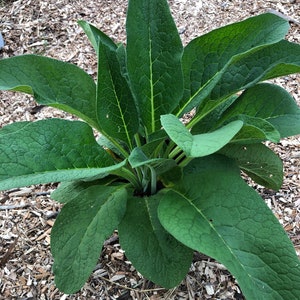 May include: A close-up of a comfrey plant with large, textured, green leaves. The leaves have prominent veins and a slightly fuzzy texture. The plant is surrounded by wood chips.
