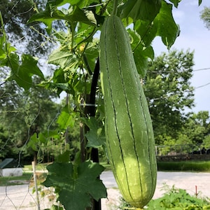 May include: A long, green luffa gourd hanging from a vine. The gourd has a smooth, light green skin with dark green stripes. The gourd is growing in a garden setting.