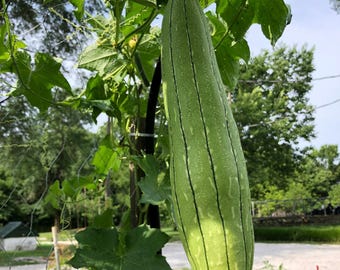 May include: A long, green luffa gourd hanging from a vine. The gourd has a smooth, light green skin with dark green stripes. The gourd is growing in a garden setting.