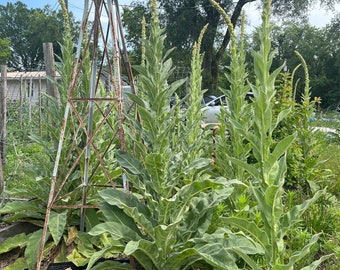 Mullein Seed (Verbascum thapsus) x 500 organic seed