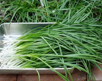 Garlic Chive live plants x 10 organic starts
