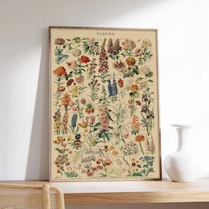 Tablero Botánico, Cartel de Adolphe Millot, Cartel de Arte, Cartel de Flores, Impresión en papel de alta calidad
