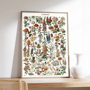 Botanische Tafel, Adolphe Millot Poster, Kunstposter, Blumenposter, Druck auf hochwertigem Papier