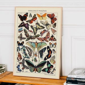 Vintage Schmetterlinge Poster, Adolphe Millot Poster, Kunstposter, Natur, Druck auf hochwertigem Papier