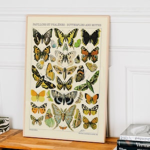 Vintage Schmetterlinge Poster, Adolphe Millot Poster, Kunstposter, Natur, Druck auf hochwertigem Papier