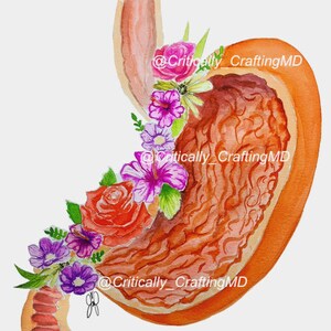 Floral Stomach