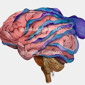 Octopus Brain