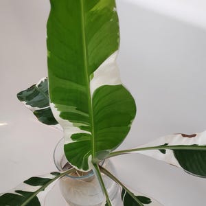 Musa variegata