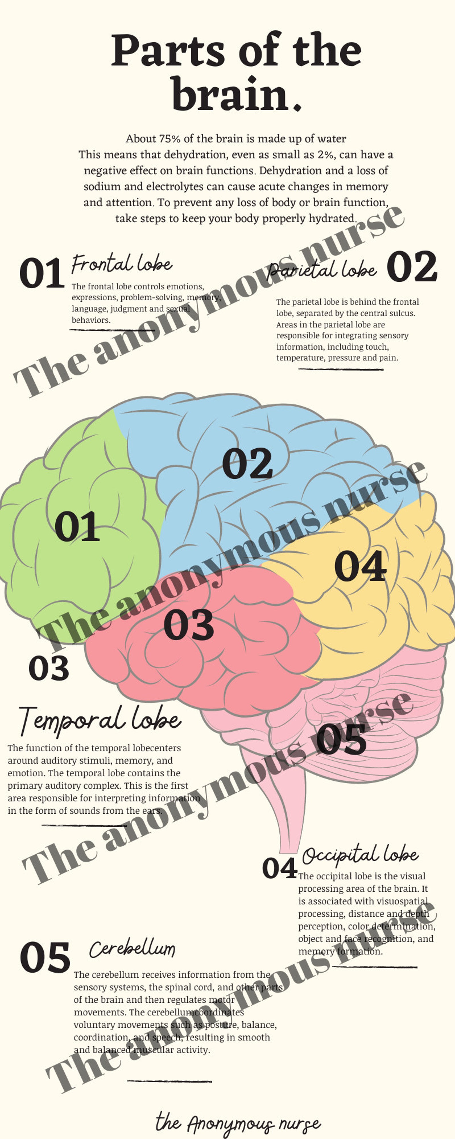 Parts of the Brain cheat sheet Etsy