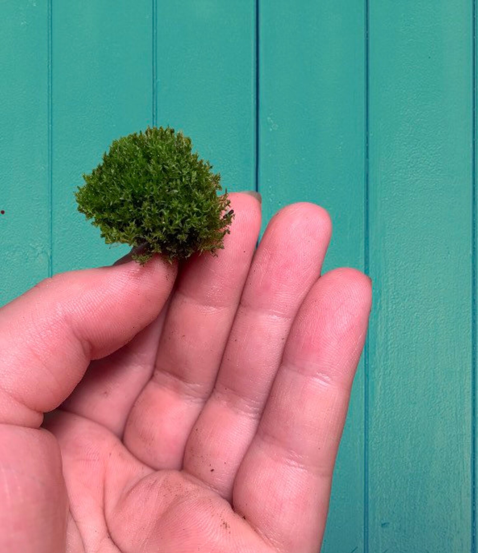 Pin cushion moss Comes with 5 pcs MOSS Live moss Etsy