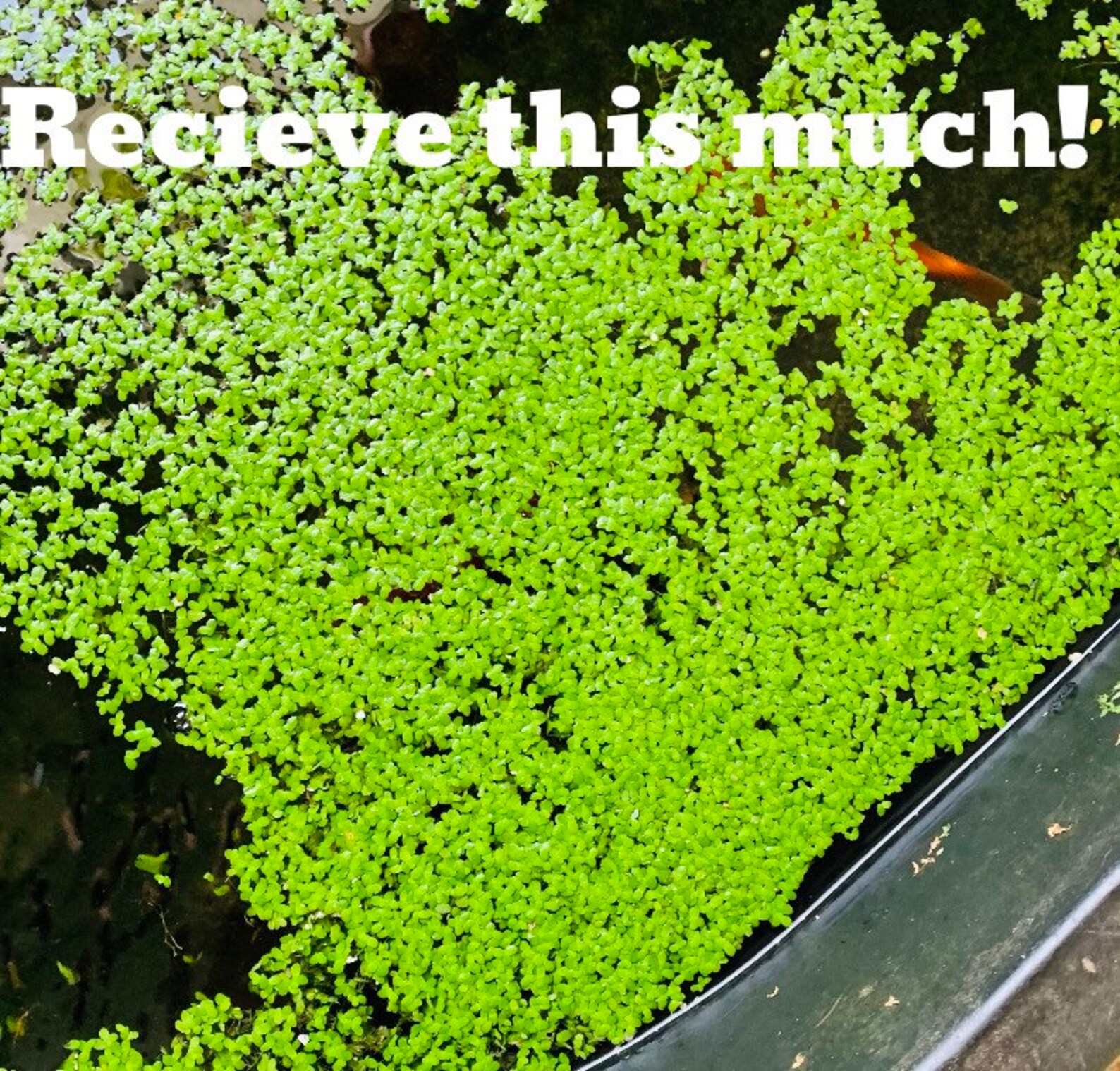 1000 DUCKWEED Free Shipping LIVE Plant Aquarium Plant Etsy