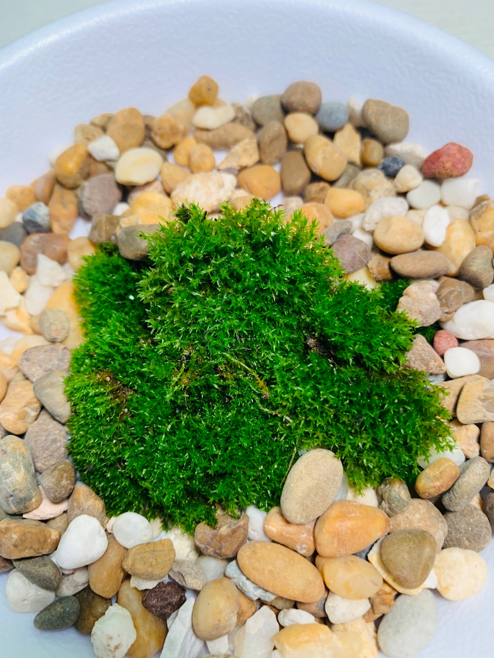 Pin cushion moss Comes with 5 pcs MOSS Live moss Etsy