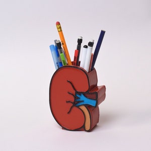 Portaplumas anatómico con forma de riñón, decoración de riñón, diálisis, técnico de diálisis, enfermero de nefrología, portaplumas médico, técnico de diálisis, regalo para riñones