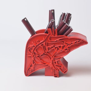 Red Liver pen holder, Medical pen holder, Gift for Doctor, Medical decor, Liver gifts, Liver decor, anatomical liver Organ decor Human organ