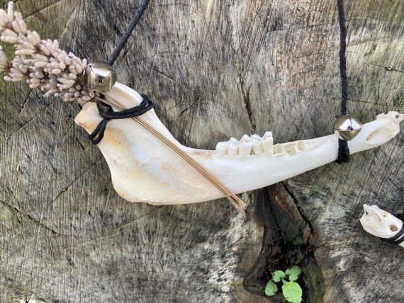 Hanging Animal Jaw Bones With Teeth - Etsy Hanging Animal Jaw Bones With Teeth - Etsy