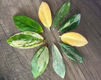 Zz Plant Variegated Etsy Zz Plant Variegated Etsy