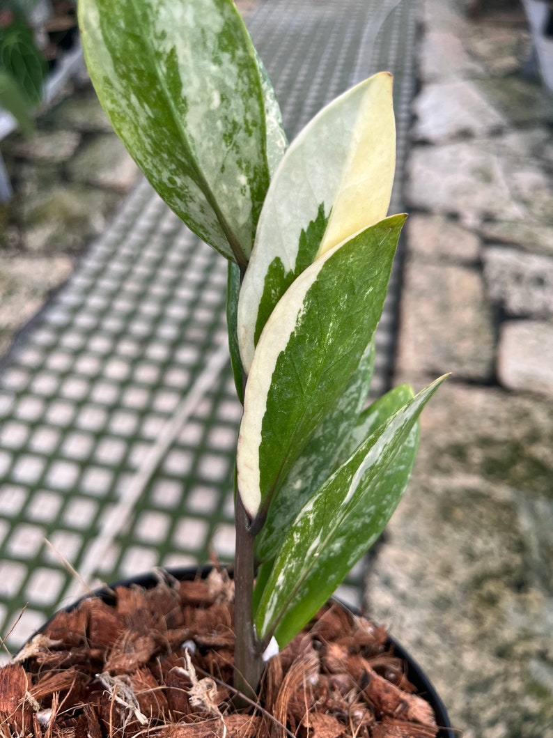 Rare Variegated Zamioculcas Zamiifolia Variegated Zz Plant