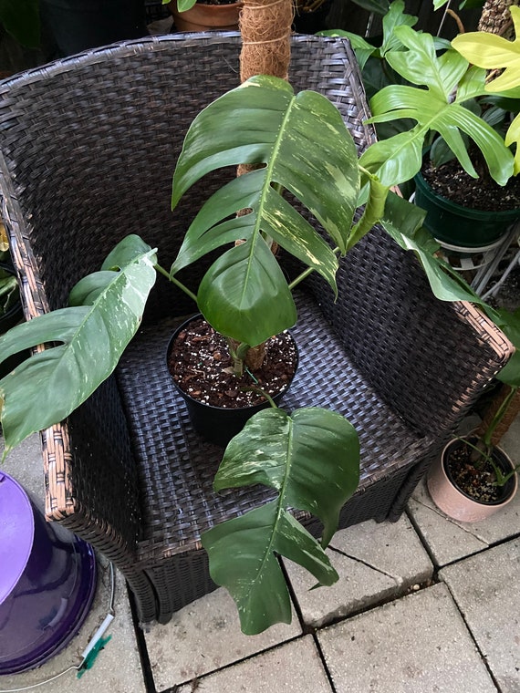 RARE Epipremnum Pinnatum Albo Variegata Pothos Vine | Etsy