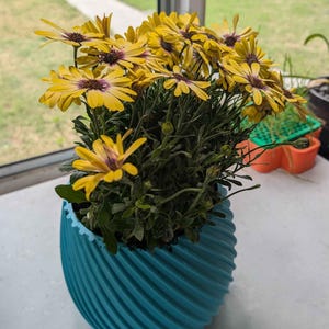 Puede incluir: Una planta en maceta con flores amarillas y centros morados. Las flores están en plena floración, y la planta está en una maceta turquesa con un patrón en espiral. La maceta está sobre una superficie blanca cerca de una ventana.