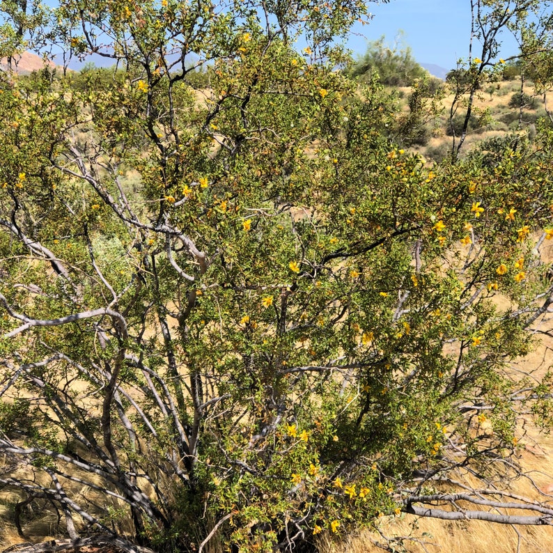 Creosote Oil // Greasewood // Desert Chaparral Herbal Infusion FREE Bonus Lip Balm image 5