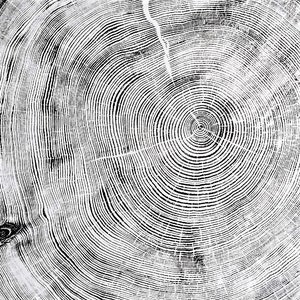 Large Cedar Tree Ring Woodcut Print – Handmade Nature Wall Art image 2