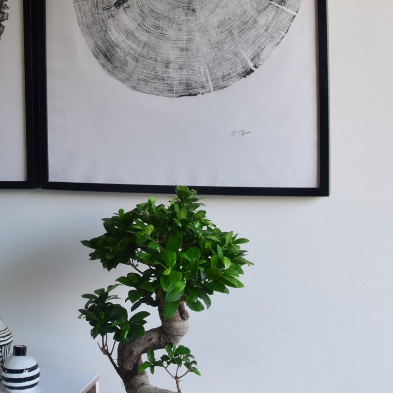 Large Cedar Tree Ring Woodcut Print – Handmade Nature Wall Art image 5
