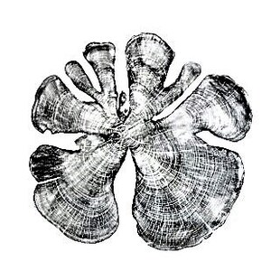 May include: A black and white image of a tree cross-section, showing the rings of the tree. The cross-section is shaped like a flower with five petals.