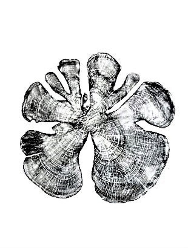 May include: A black and white image of a tree cross-section, showing the rings of the tree. The cross-section is shaped like a flower with five petals.