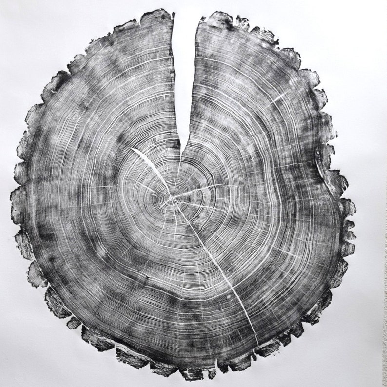 210 Year Old Ash Tree Tree Ring Art Print Wood Stump Print | Etsy