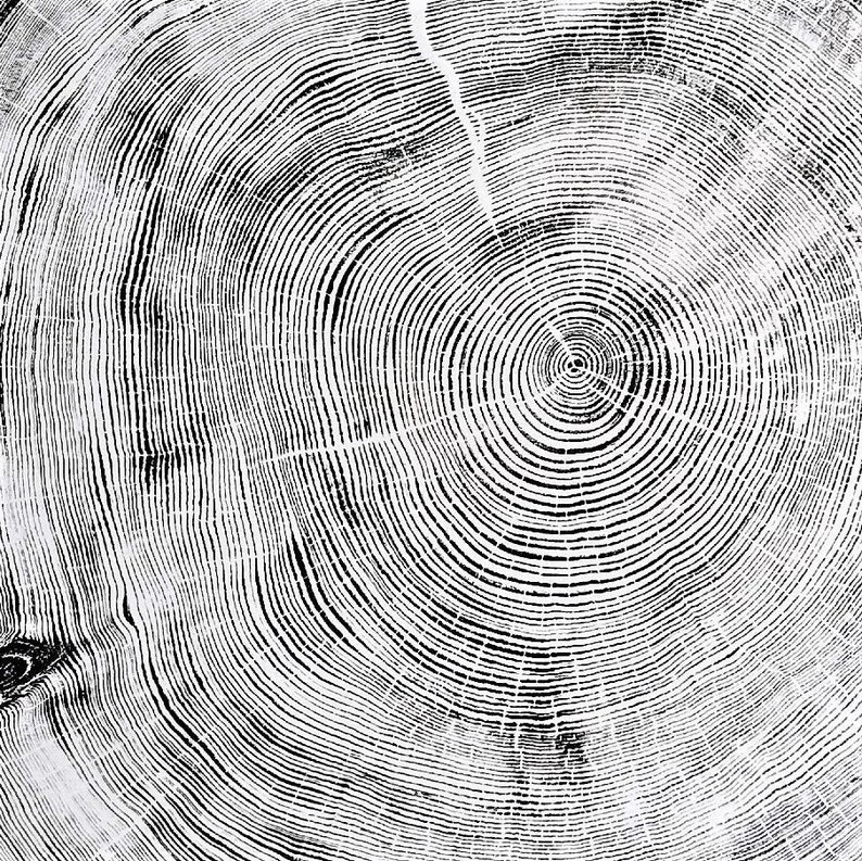 Large Cedar Tree Ring Woodcut Print – Handmade Nature Wall Art image 2