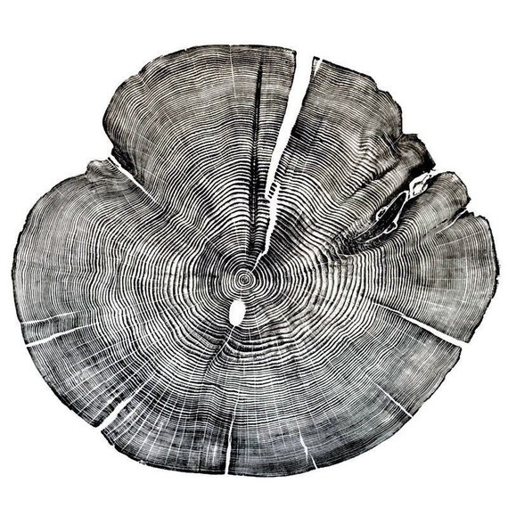 100 Year Old Juniper Tree Rings Print, 24 X 36 Premium Wood