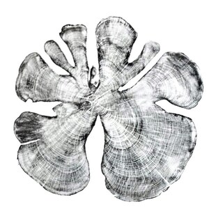 May include: Black and white abstract print of a tree cross section. The print shows the rings of the tree in a circular pattern.