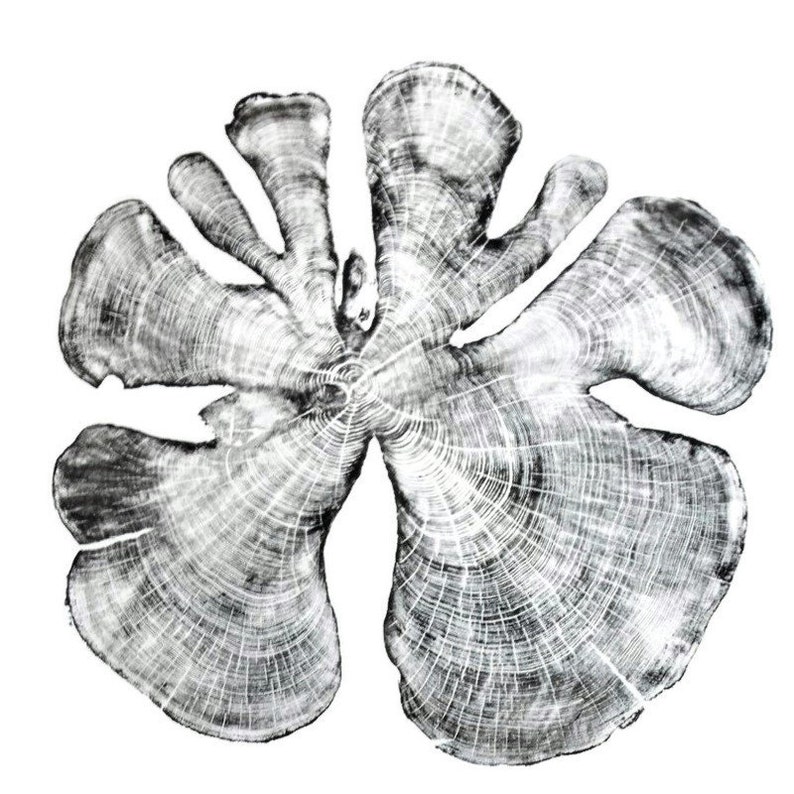 May include: Black and white abstract print of a tree cross section. The print shows the rings of the tree in a circular pattern.
