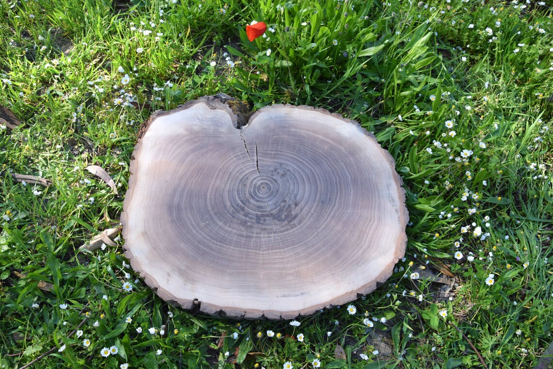 Tree Rings Print Woodcut Print Tree Ring Stamp Unique Wood Etsy