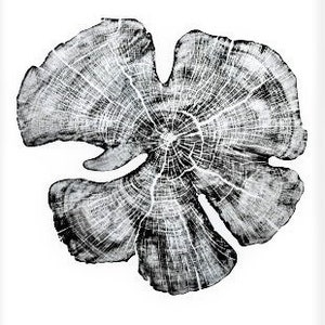 Träsnitt av enbärsträdsring, handgjord svartvit botanisk konst, minimalistisk väggdekoration av natur 18x24 bild 2