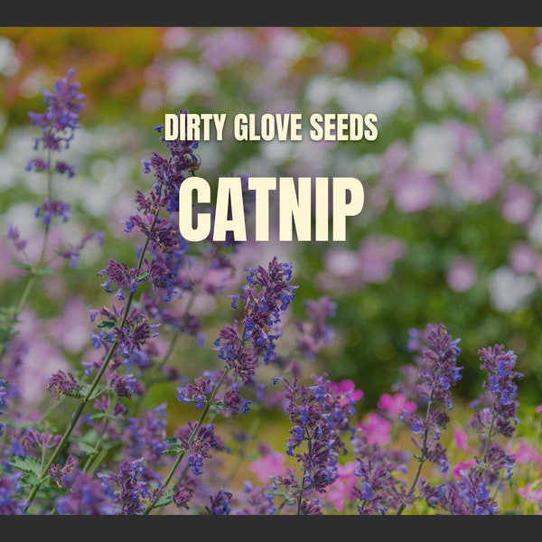 Catnip • 100+ Seeds • Cat's Favorites • Medicinal & Culinary Herb (Nepeta cataria)