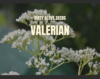 100+ Seeds Valerian seeds Valeriana Officinalis Great Sleep Aid 100+ Seeds Valerian seeds Valeriana Officinalis Great Sleep Aid