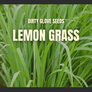 Lemon Grass • 100+ Seeds • Culinary & Medicinal Herb (Cymbopogon Flexuosus)